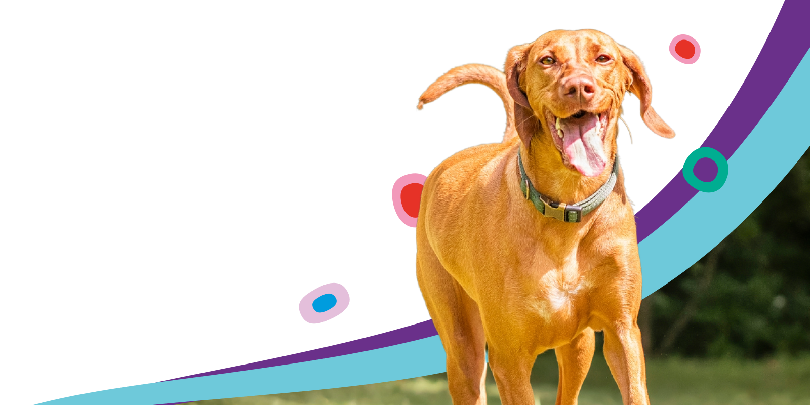 Medibank Pet Insurance