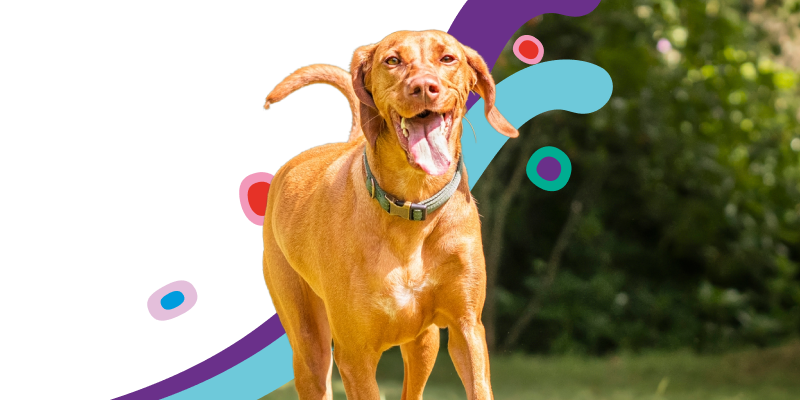 RVG2free medibank pet insurance