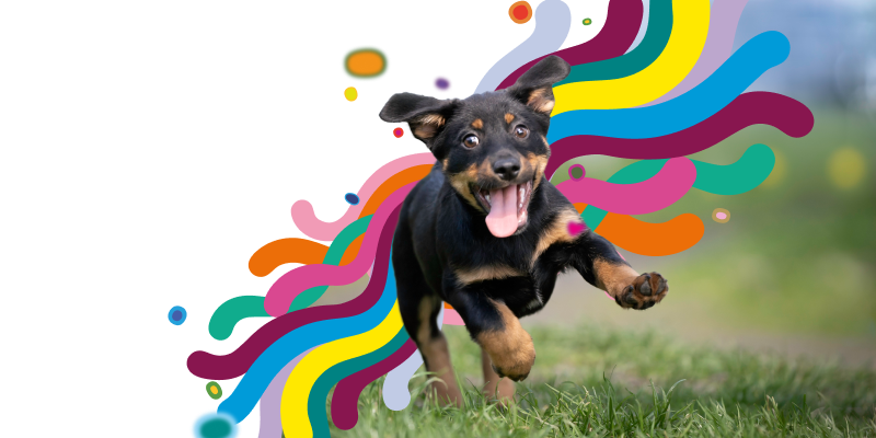 Medibank Dog Insurance
