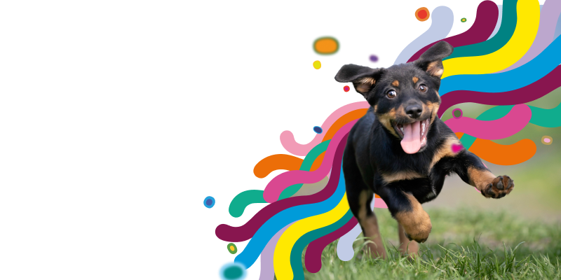 Medibank Dog Insurance