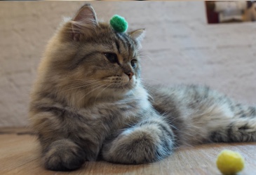 A cat playing with small yarn balls