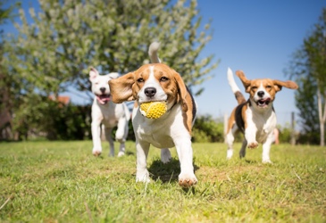 3 happy dogs playing